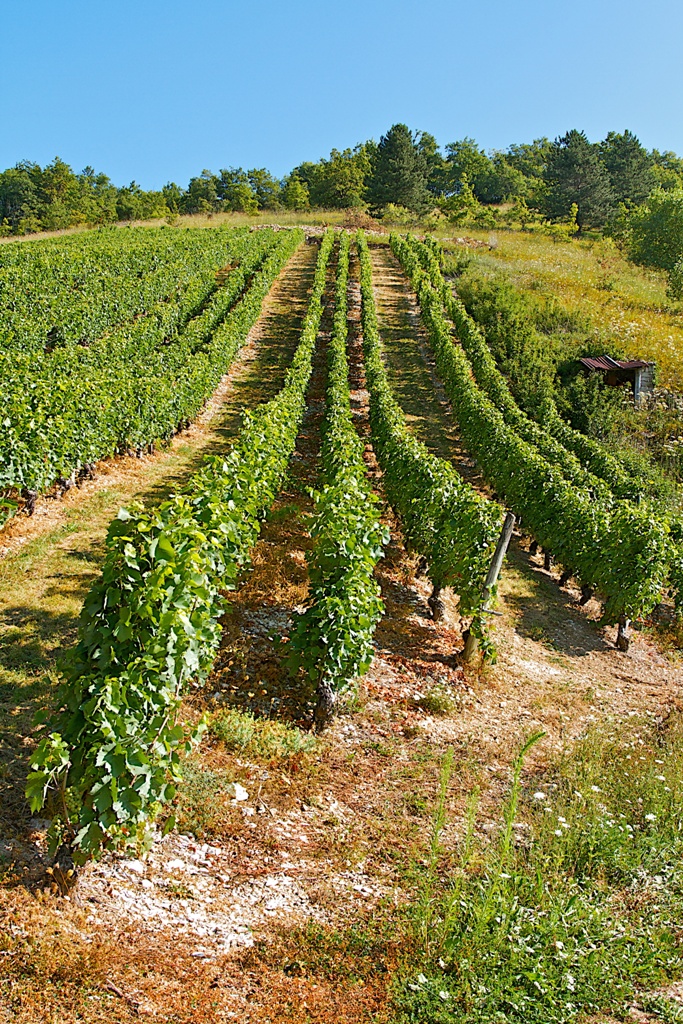 vignoble de savoie