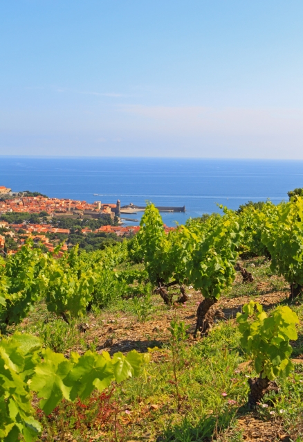 vigne-collioure-roussillon-image2roman.jpg